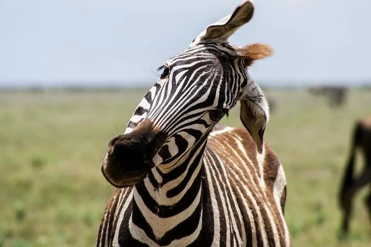 3-Day Safari: Mikumi, Udzungwa NP & Maasai Boma (SGR to Morogoro)